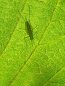 Conehead cricket nymph on Hazel