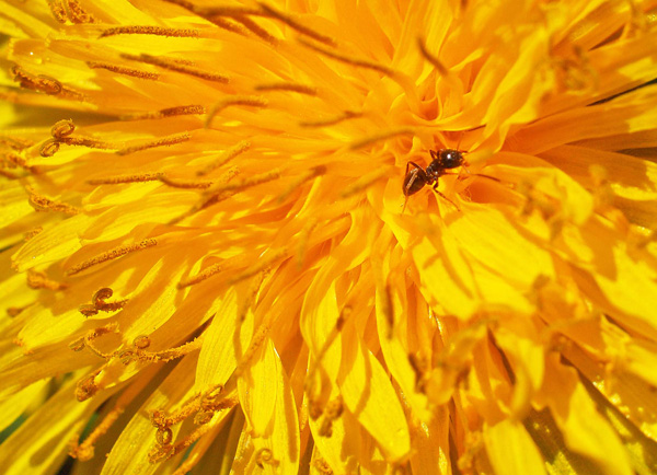 Dandelion and ant