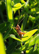 Dark bush cricket (female)