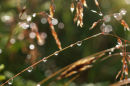 Grass and droplets