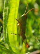 Meadow grasshopper 2