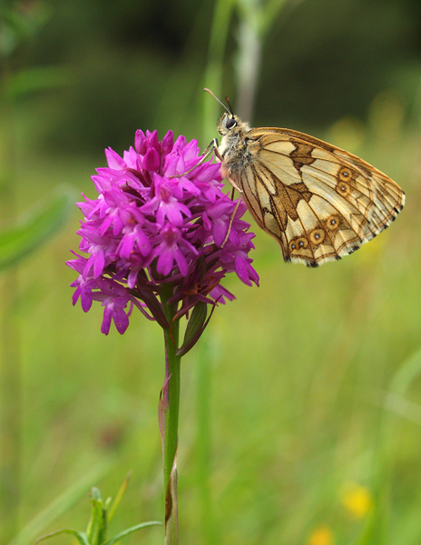 Marbled White Butterfly on Pyramidal Orchid