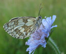 Marbled White Butterfly on Scabious