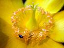 Yellow flower and beetle